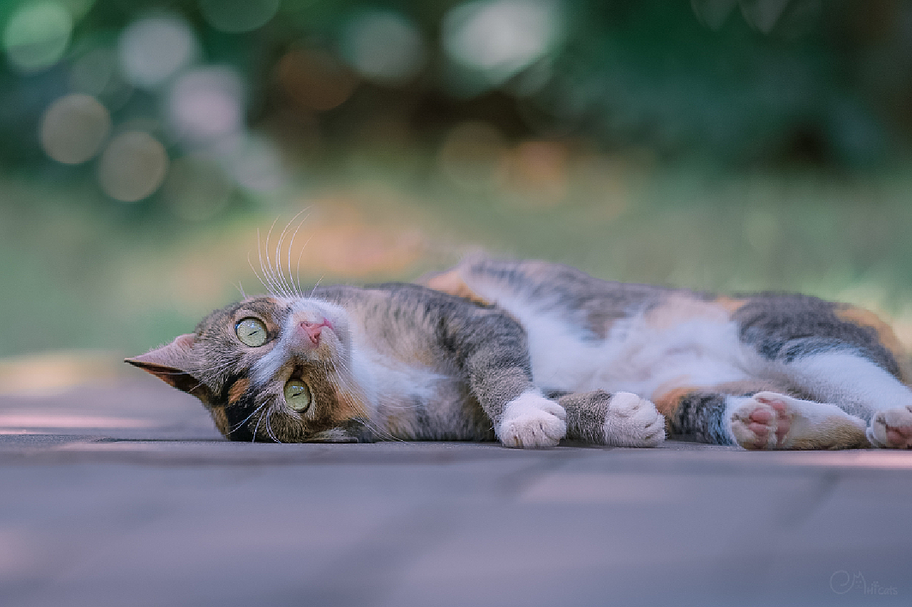 猫咪最新下载地址揭秘，一段温馨的寻猫之旅